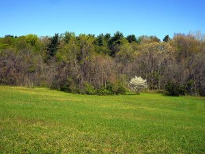 trees_06